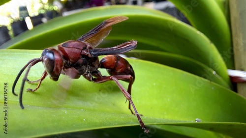 Polistes metricus or also called house wasp, is sitting on the leaves of a tricolor orchid photo