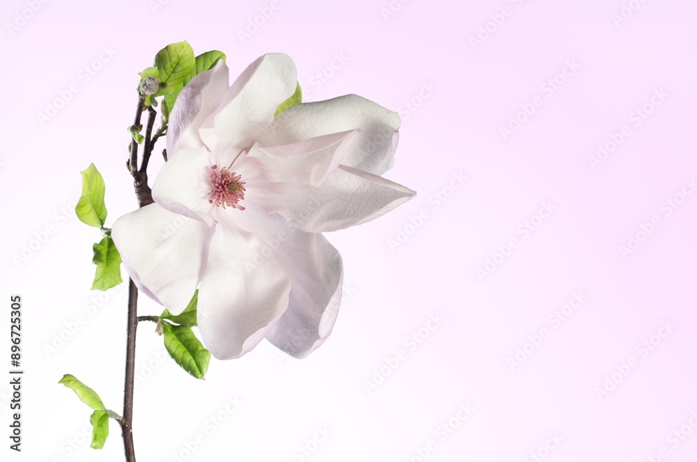 Obraz premium Beautiful fresh aroma flower on background