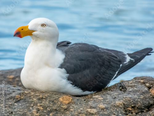 Pacific Gull - Larus pacificus in Australia