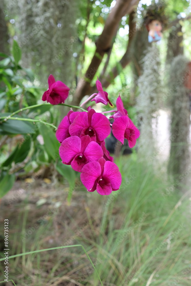 Purple orchid flowers in a garden Purple orchid flowers in a garden