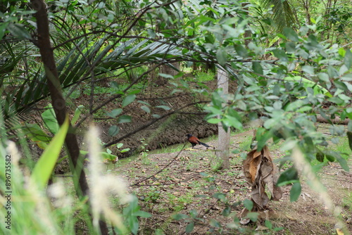 Great coucal bird in a tropical garden  photo