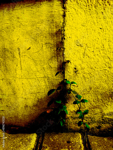 cracked wall overgrown with wild plants,for website design. photo