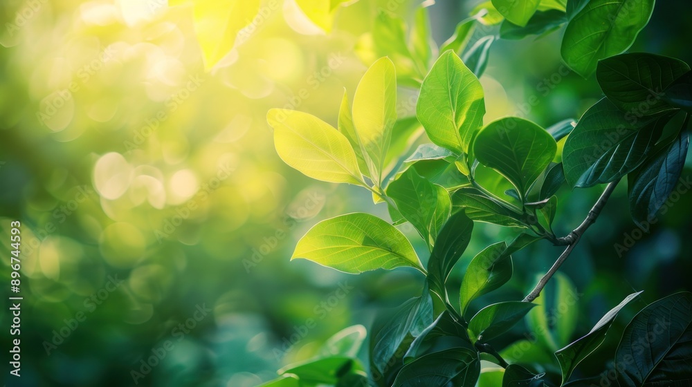Sunlit Green Leaves Sunlit Green Leaves