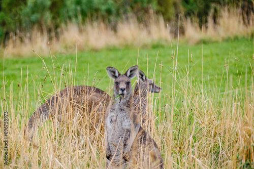 Kangaroos peeking through the grass