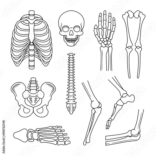 Human skeleton structure. Skull, spine, rib cage, pelvis, joints. Anatomy and medicine ouline doodle vector illustration