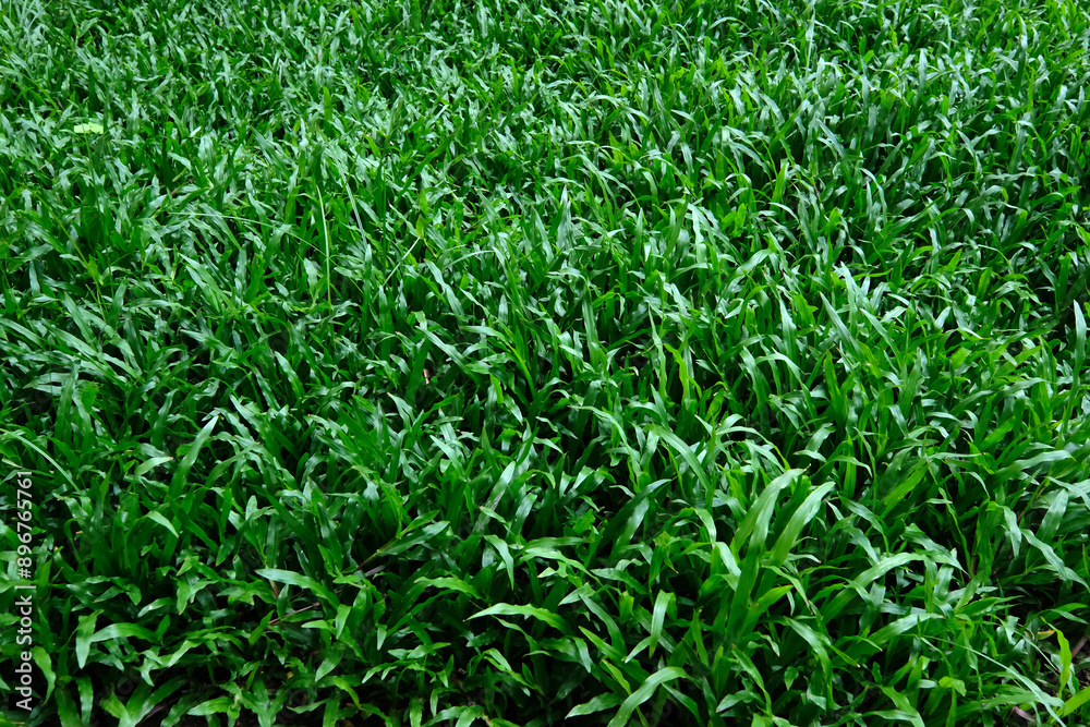 green grass background green grass background