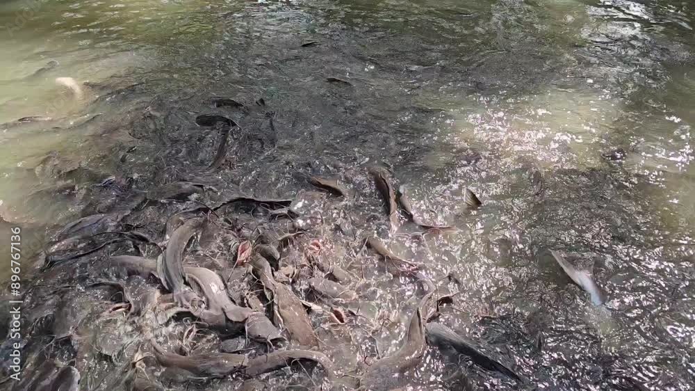 Feeding fish in pond Feeding fish in pond