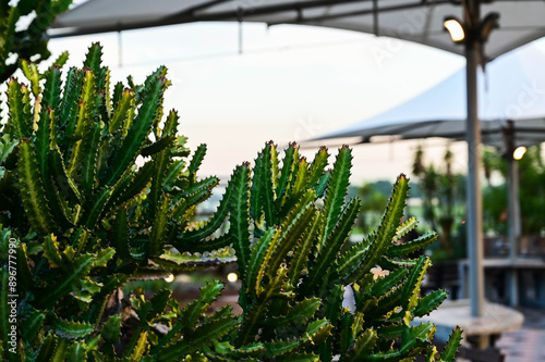 Airport Blvd, Singapore- MAY 28, 2023: Cactus garden at Singapore Changi Airport.