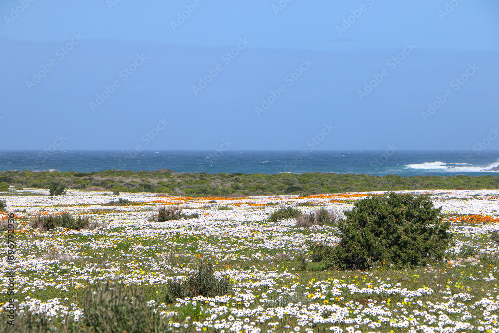 landscape with wildflowers in West Coast National Park, South Africa landscape with wildflowers in West Coast National Park, South Africa
