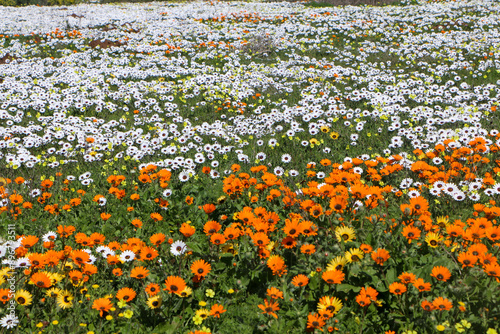 landscape with wildflowers in West Coast National Park, South Africa