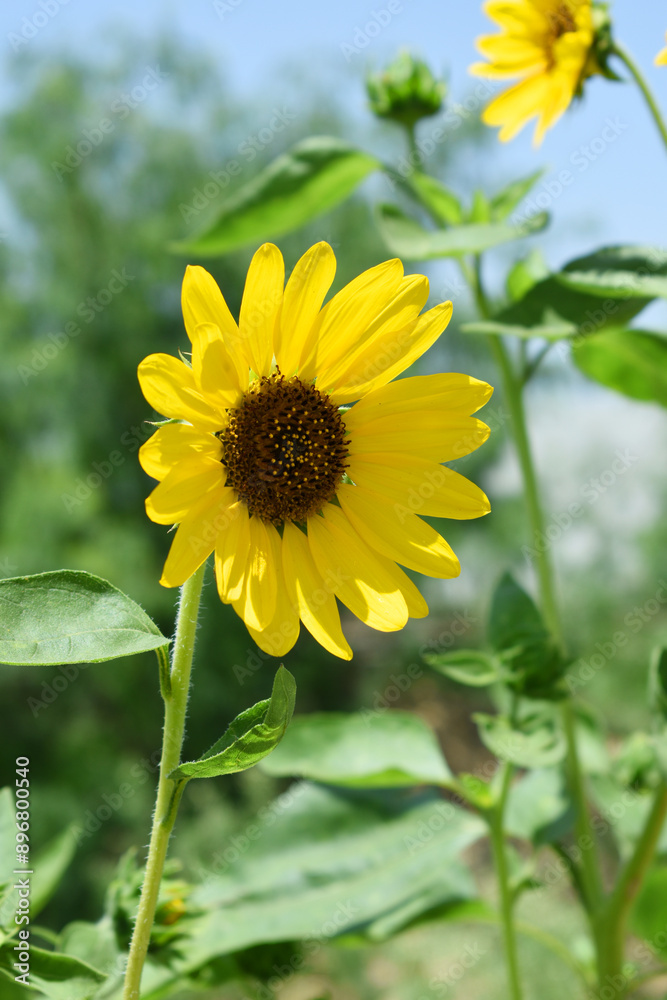 Fototapeta premium Closeup of a sunflower growing in a field of sunflowers during a nice sunny summer day, Sunflower natural background. flower blooming, Beautiful field of blooming sunflowers, Chakwal, Punjab, Pakistan