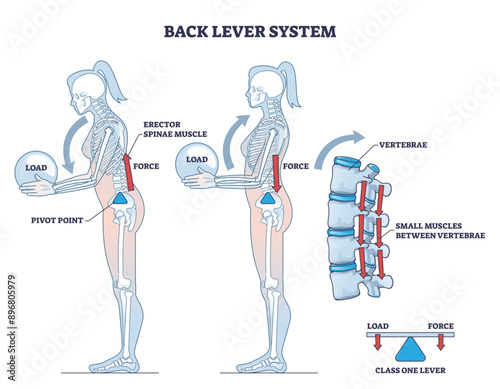 Back lever system with vertebrae bone movement on lever outline diagram, transparent background. Labeled educational physical principles for human skeleton or muscle work with load.