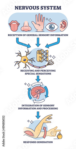 Four mani functions of nervous system with sensory reception outline diagram, transparent background. Labeled educational scheme with signal and response process stages illustration.