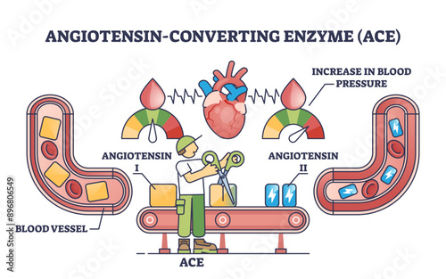 Angiotensin converting enzyme or ACE to blood vessel health outline diagram, transparent background. Labeled educational medical scheme with cardiology treatment.