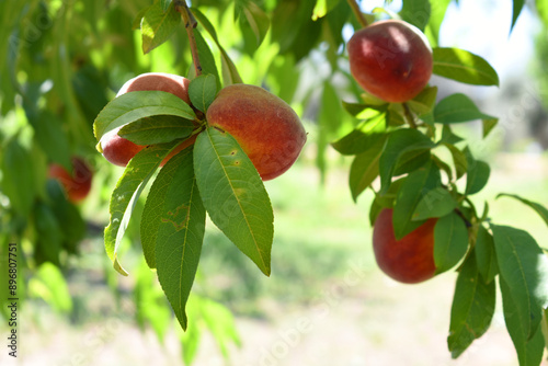 Fresh Ripe Peach fruits on a tree branch with leaves closeup, A bunch of ripe Peaches on a branch, Ripe delicious fruit peaches on the tree, Ripe sweet peach fruitson a tree, Chakwal, Punjab, Pakistan photo