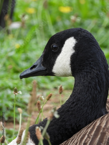 Canada Goose Wicksteed Park Kettering 