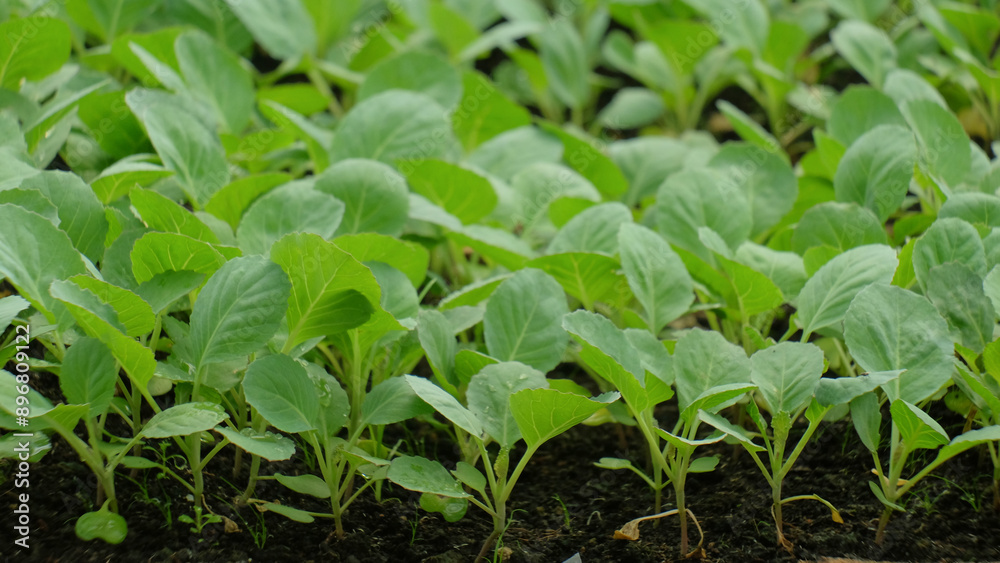 Patterns and abstract shapes of green vegetable seeds. Abstract patterns, shapes and textures for banner background or graphic design. Vegetable seeds are planted in the nursery