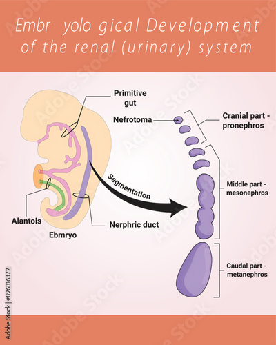 Embryological Development of the renal (urinary) system