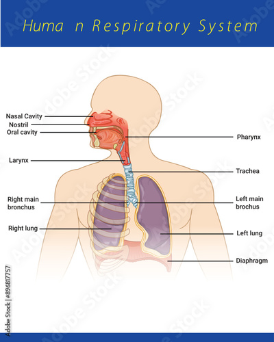 Human Respiratory System