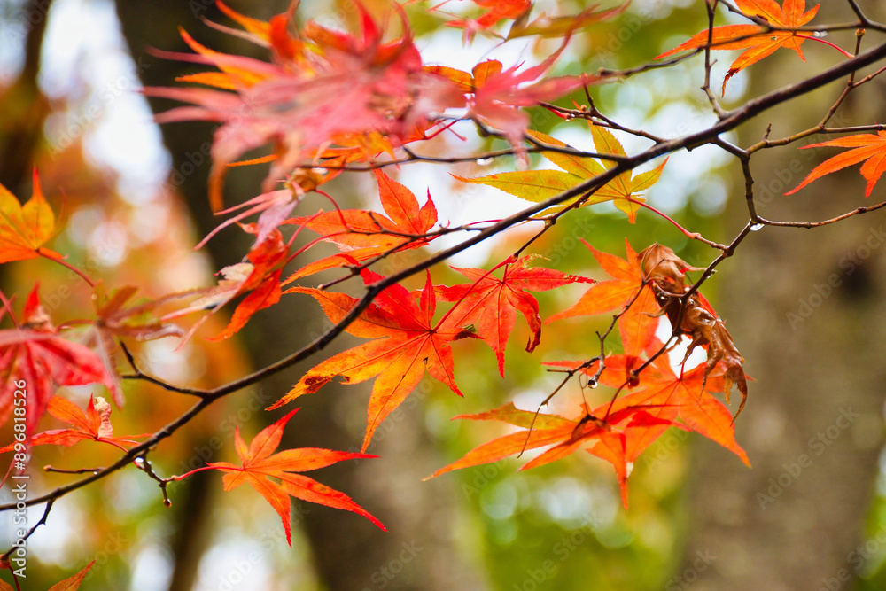 京都 大原 宝泉院 宝楽園 美しい秋の庭園と紅葉(日本京都府京都市)
Beautiful autumn garden and autumn leaves at Horakuen(Horaku-en,Hōraku-en), Hosen-in Temple(Hosenin Temple, Hōsen-in), Ohara, Kyoto,Japan 京都 大原 宝泉院 宝楽園 美しい秋の庭園と紅葉(日本京都府京都市)
Beautiful autumn garden and autumn leaves at Horakuen(Horaku-en,Hōraku-en), Hosen-in Temple(Hosenin Temple, Hōsen-in), Ohara, Kyoto,Japan