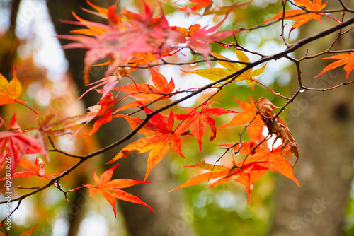 京都　大原　宝泉院　宝楽園　美しい秋の庭園と紅葉（日本京都府京都市）
Beautiful autumn garden and autumn leaves at　Horakuen（Horaku-en,Hōraku-en), Hosen-in Temple(Hosenin Temple, Hōsen-in), Ohara, Kyoto,Japan photo