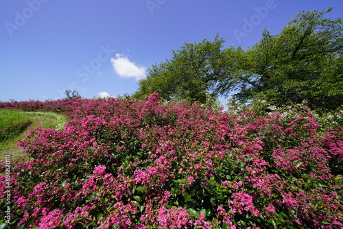 Wallpaper Mural 青空に映える百日紅のピンクの花 Torontodigital.ca