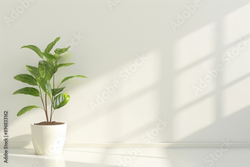 Modern Indoor Plants in Sunlit Room, Stylish indoor plants in minimalist white pots, illuminated by natural sunlight, perfect for modern home decor and interior design. 