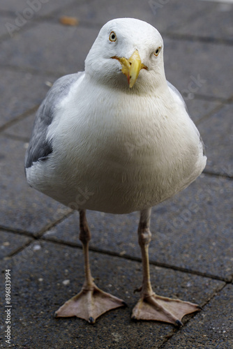 seagull 