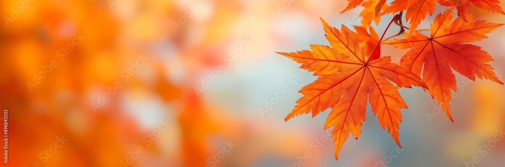 Vibrant Autumn Maple Leaves on Soft Blurred Background for Seasonal Wallpaper, Fall Decorations Vibrant Autumn Maple Leaves on Soft Blurred Background for Seasonal Wallpaper, Fall Decorations