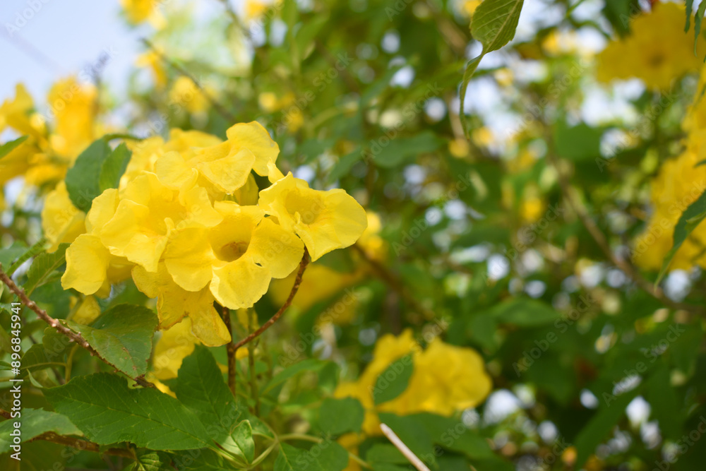 Yellow trumpetbush (Tecoma stans) Called Yellow bell or Yellow Elder Flower, trumpet flower, Beautiful bunch of yellow flowers closeup with green leaves Background, tecoma stans Yellow trumpetbush (Tecoma stans) Called Yellow bell or Yellow Elder Flower, trumpet flower, Beautiful bunch of yellow flowers closeup with green leaves Background, tecoma stans