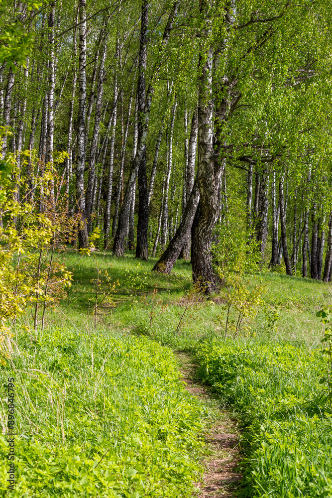 A path leading into a picturesque birch grove A path leading into a picturesque birch grove