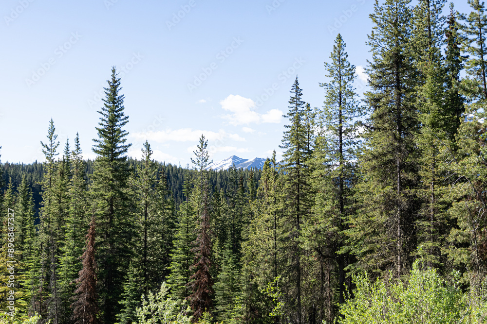 Tree forest in the mountains hiking trails Tree forest in the mountains hiking trails