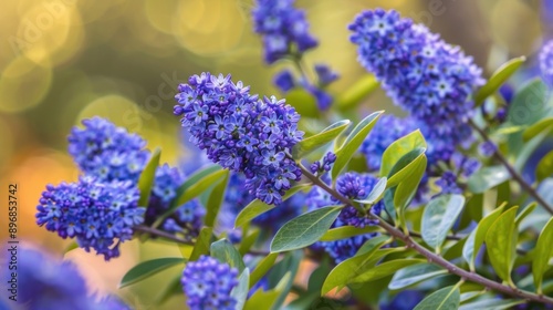 Close-up of Delicate Blue Flowers