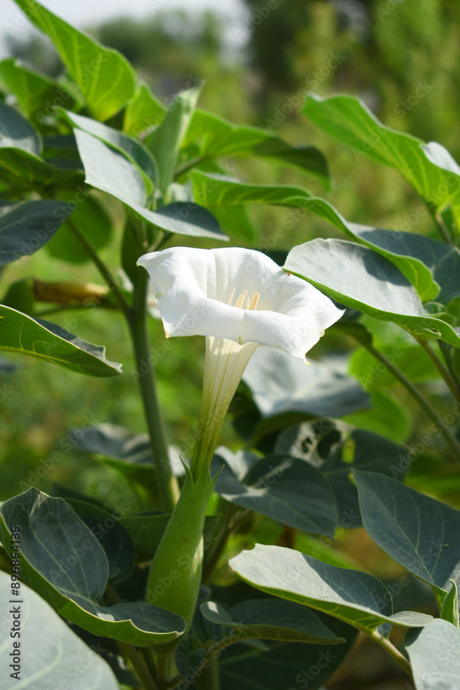Datura or jimson weed flower closeup, Datura flower, also known as moonflower and jimson weed. Blooms in the evening and each flower only lasts for one day, White flower closeup Datura or jimson weed flower closeup, Datura flower, also known as moonflower and jimson weed. Blooms in the evening and each flower only lasts for one day, White flower closeup