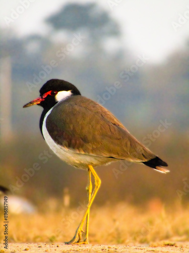 Red Wattled Lapwing photo