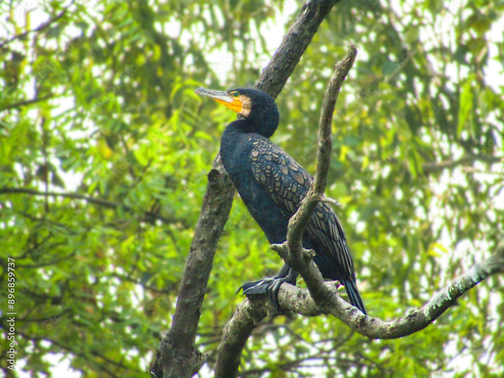 Obraz premium Great Cormorant on a tree