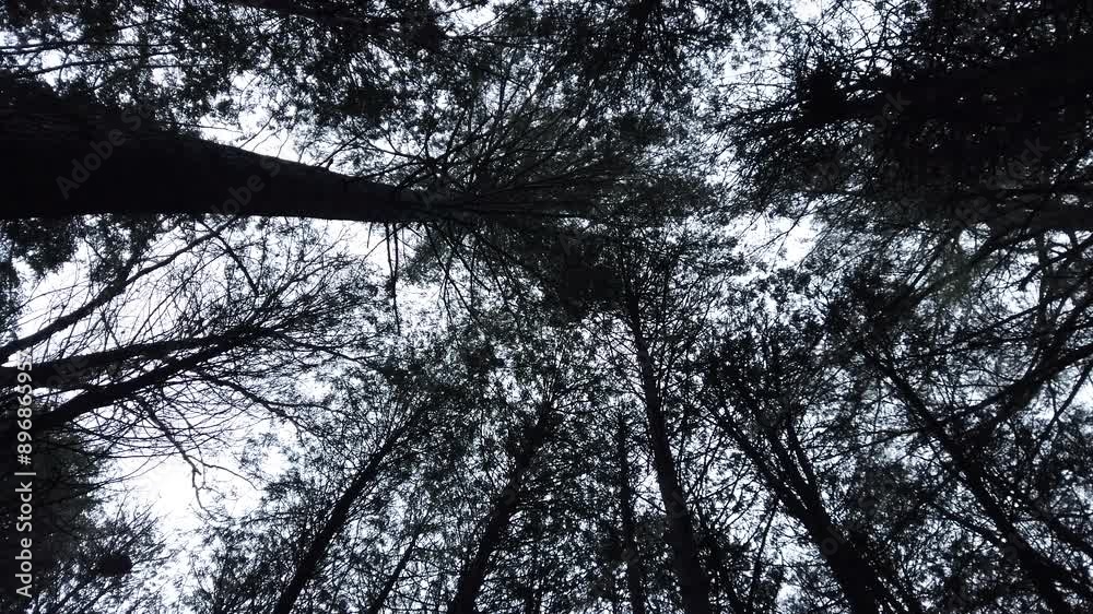 Tall pine trees against gray sky, low angle spinning shot