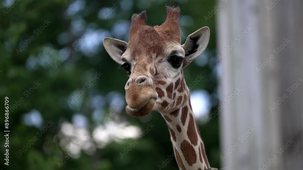 Low angle view of young giraffe with dark eyes opening mouth and swinging tongue around silly, slow motion Low angle view of young giraffe with dark eyes opening mouth and swinging tongue around silly, slow motion