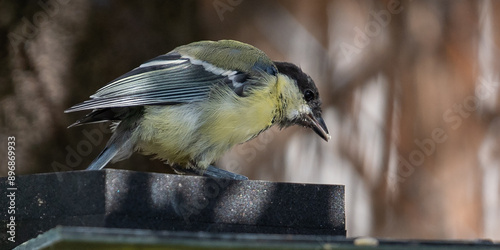 oiseau