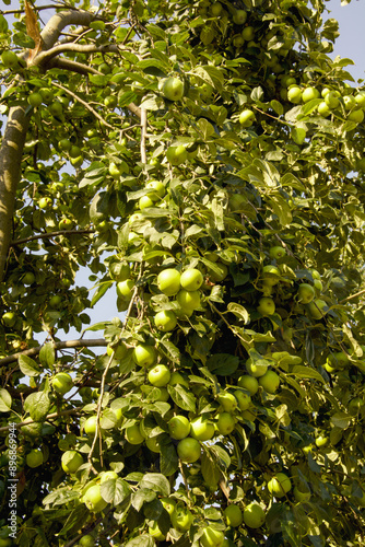 Apples, fruits, vitamins, orchard, fruit trees, vitamins, natural products, green fruits, ripe apples, fruits on trees, apple tree, vegetarianism, healthy products