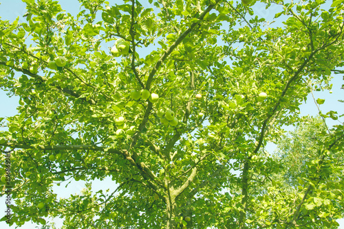 Apples, fruits, vitamins, orchard, fruit trees, vitamins, natural products, green fruits, ripe apples, fruits on trees, apple tree, vegetarianism, healthy products