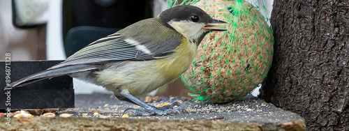 oiseau 