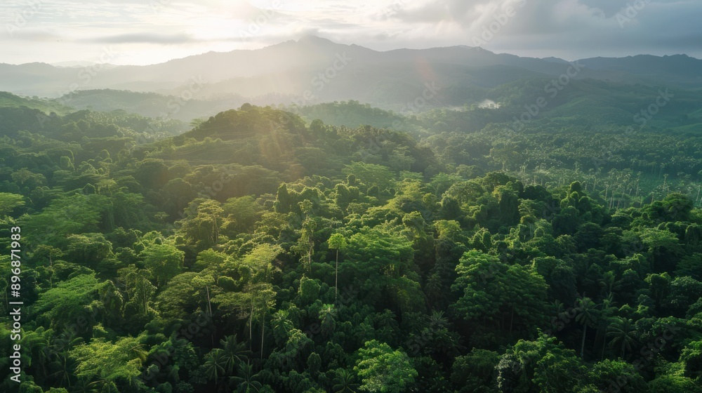 Naklejka premium Aerial View of Lush Rainforest with Sunbeams