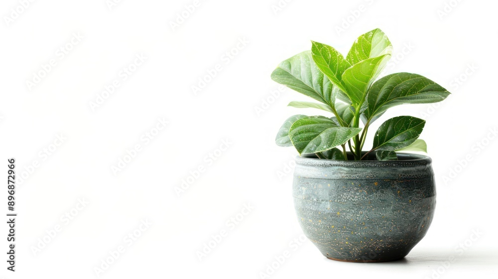 A potted plant with green leaves A potted plant with green leaves
