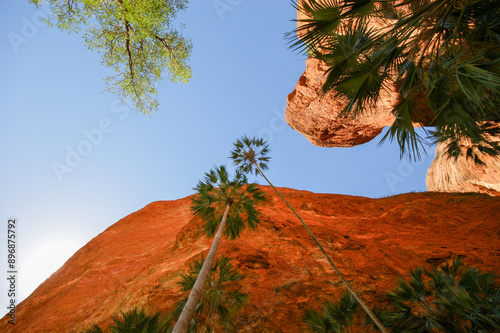 Livistona palms and red cliffs at Mini palms gorge, Bungle Bungle range, Western Australia, view from below photo