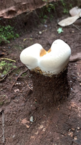 Ganoderma sessile is one of the polypored fungus species from the Ganodermataceae family. Wood-rot fungus is commonly found in Eastern North America, and is associated with decaying or dying hardwoods photo