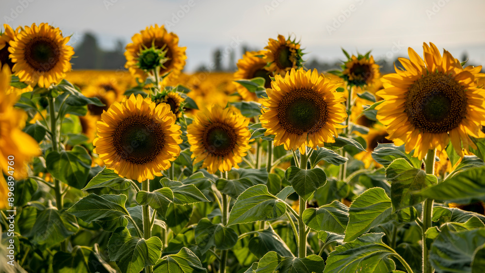 Fototapeta premium Sunflower field
