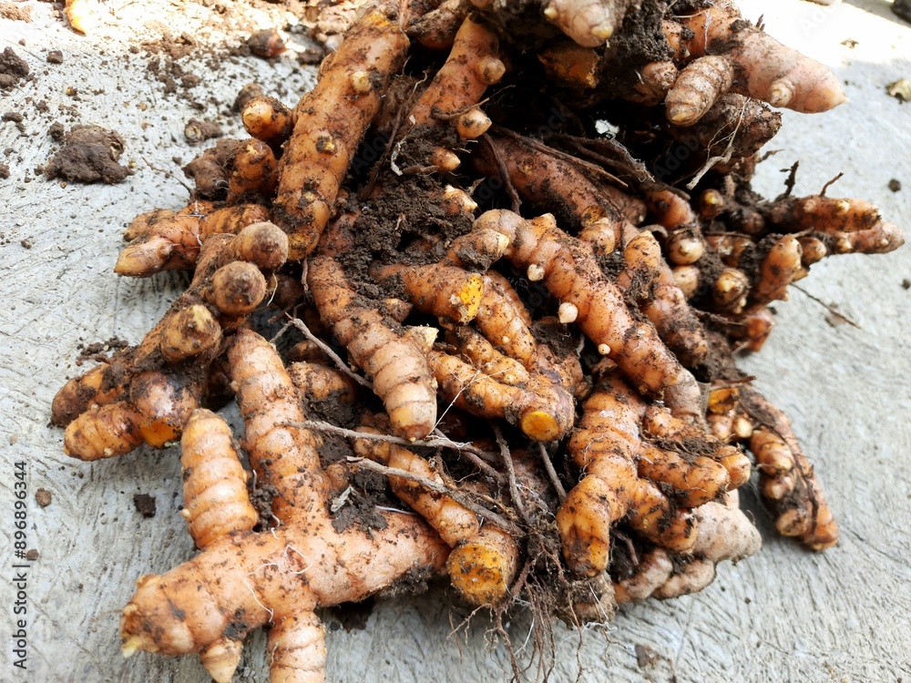 Herbal plants and spices called turmeric that have just been harvested are still dirty with soil