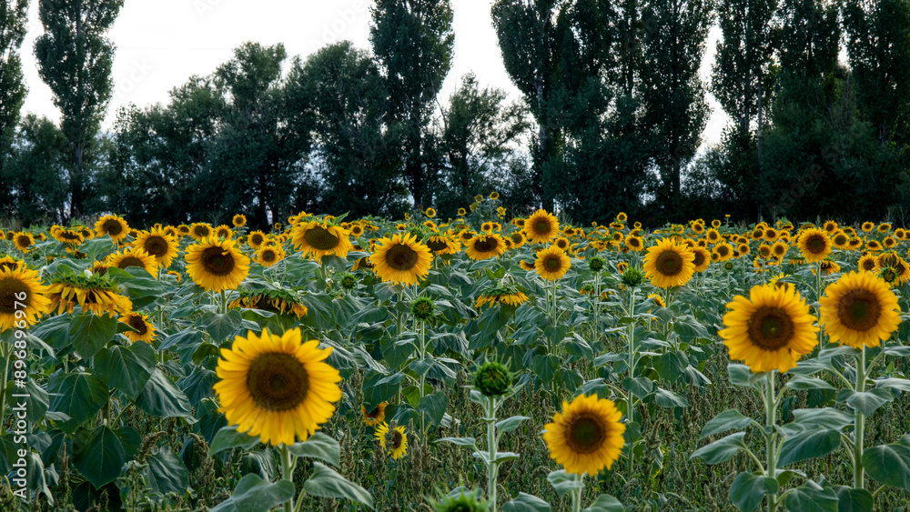 Obraz premium Sunflower field