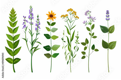 Wallpaper Mural A stunning collection of medical herbs and wildflowers, beautifully illustrated in a detailed, realistic style, ideal for decor. Torontodigital.ca